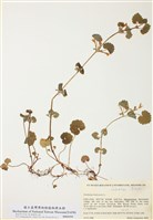 藏品(金錢薄荷)的圖片